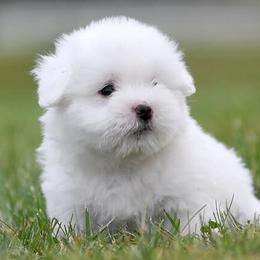 Cotons de Tulear from Lori Brock