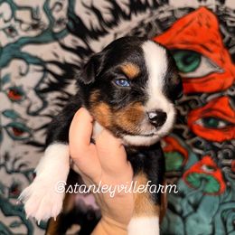 Quinn Btf 1 - Black tri female Miniature Australian Shepherd puppy in Buchanan, Georgia from Stanleyville Farm Mini Aussies
