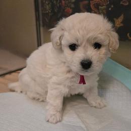 Ursa - White female Maltipoo puppy in Sahuarita, Arizona from Cowgirl's Legacy