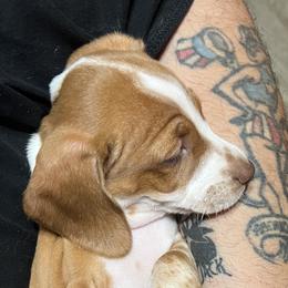Dachshund Puppies from Witchy Woman’s Wiener’s