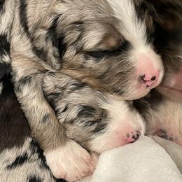 Assorted Doodle Crosses, Aussiedoodle, and Australian Shepherd Puppies from Faith, Feathers & FurBabies