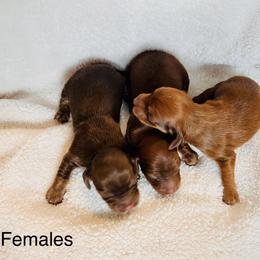 Dachshund Puppies from Blooming Grace Homestead