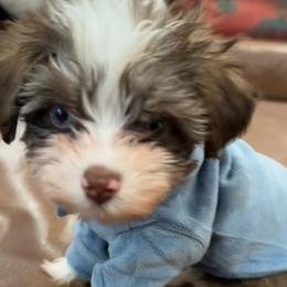 Gabriel Mijo - Chocolate male Havanese puppy in Arizona from HavaDoggie