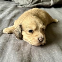 Boy 1 - Cream male Dachshund puppy in Ashland, Kentucky from Angell Weens