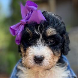 Pepper Pots - Tri-color Bernedoodle puppy in Washougal, Washington from Sandy Creek Bernedoodles