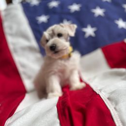 Kaia-yellow - White female Miniature Schnauzer puppy in Littleton, Colorado from Wahl 2 Wahl Schnauzers