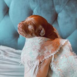 Cavalier King Charles Spaniel and Cavapoo Puppies from Cavapoo Puppy Parade