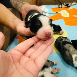 Black tri Male 1 - Black tri-color male Australian Shepherd puppy in Mckenzie, Tennessee from Whispering Iris Aussies
