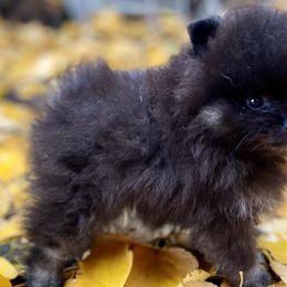 Boy 1 - Black and tan Pomeranian puppy in Mc Farland, Wisconsin from TiaZ Poms
