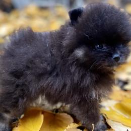 Boy 1 - Black and tan Pomeranian puppy in Mc Farland, Wisconsin from TiaZ Poms