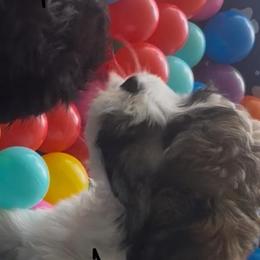 Scout - Tri-color male Coton de Tulear puppy in Freeport, Texas from H❤️PE COTONS