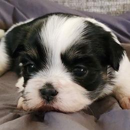 Girl 2 - Black and white female Shih Tzu puppy in Alturas, California from Duarte's Shihtzu Puppies