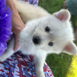 Bobby - White male Pomsky puppy in Coeur D'alene, Idaho from PNW Pomskys