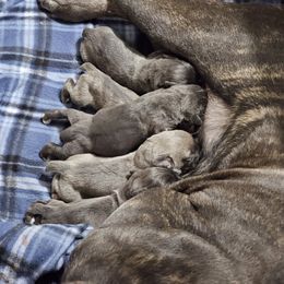 Cane Corso puppies from Cast Iron Kennels