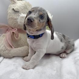 Blue - Dapple male Dachshund puppy in Goodyear, Arizona from AZ Royal Doxies llc