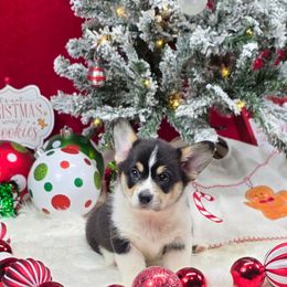 Buckshot - Black and tan male Pembroke Welsh Corgi puppy in Charleston, Arkansas from Hilltop Corgis
