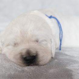 Puppy 1 - Light golden male Golden Retriever puppy in Hayward, California from East Bay Golden Retrievers