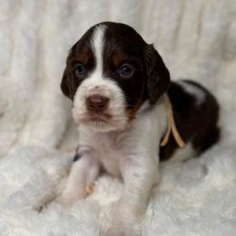 White girl - Liver white and tan female English Springer Spaniel puppy in Fairfield, California from Goldridge Springers
