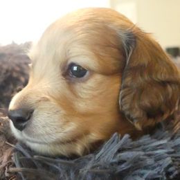 Dachshund puppies from Oakley's Dachshund Ranch