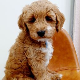 Wally - Goldendoodle