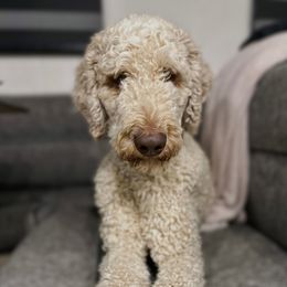 Hank - Bernedoodle