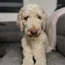 Hank - Bernedoodle