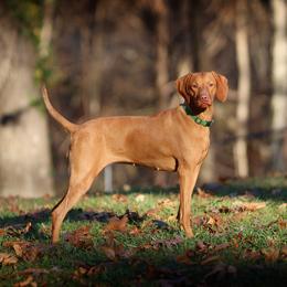 Siri - Vizsla