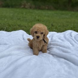Venice - Red  male Poodle puppy in Allentown, Pennsylvania from Poodles Are Mixy