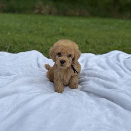 Venice - Red  male Poodle puppy in Allentown, Pennsylvania from Poodles Are Mixy