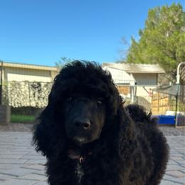 Orange Collar - Black male Poodle puppy in Chino Valley, Arizona from Whiskey Row Royals