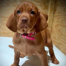 Miss Pink - Golden rust female Vizsla puppy in Agua Dulce, California from Waterfall Ranch Hungarian Vizslas