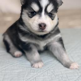 Tim - Black and white male Pomsky puppy in Memphis, Missouri from Happy Hills Kennels