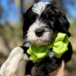 Bernedoodle puppies from Sweet Pea Bernedoodles