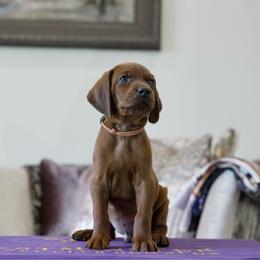 Orange Boy - Red male Redbone Coonhound puppy in Shreveport, Louisiana from BAFERD Kennels