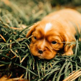 Cavalier King Charles Spaniel Puppies from Cavi Cutie Collective