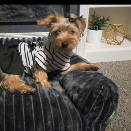 Zira - Black and tan female Yorkshire Terrier puppy in North Chesterfield, Virginia from YorkieLover