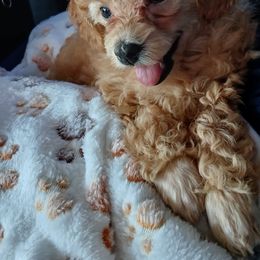 Havanese and Poodle Puppies from Faithful Hearts Kennel