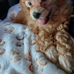 Havanese and Poodle Puppies from Faithful Hearts Kennel