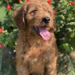 Goldendoodle Puppies from Regal Doodles