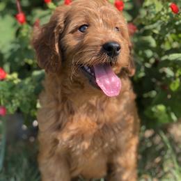Goldendoodle Puppies from Regal Doodles