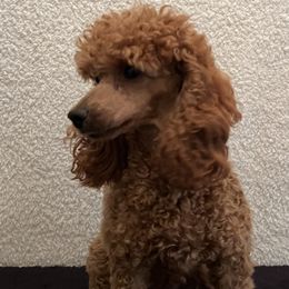 Italy - Poodle