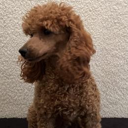 Italy - Poodle