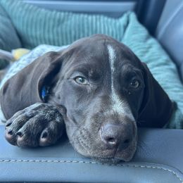 German Shorthaired Pointer Puppies from Blue Kai Kennels