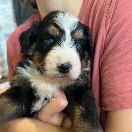Toby - Black tri-color male Aussiedoodle puppy in Omro, Wisconsin from Crystal Ridge Doodles