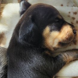 Dachshunds from Adney Acres Dauchshunds