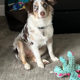 Australian Shepherd Puppies from TK Australian Shepherds