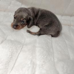 Hugh - Blue and tan male Dachshund puppy in San Diego, California from Enchantables