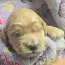 Cinnamoroll - Cream male Cockapoo puppy in Conklin, Michigan from Lake Michigan Couture Cavapoos & Cockapoos