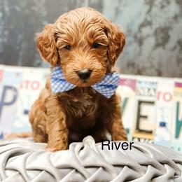 River - Red  male Goldendoodle puppy in Pasco, Washington from Camp Doodle Woods
