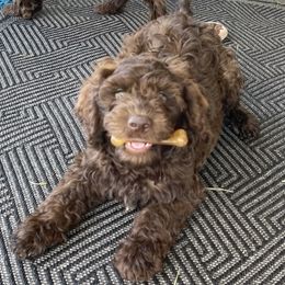 DM9046 - Chocolate male Australian Labradoodle puppy in Easley, South Carolina from Royal Diamond Labradoodles